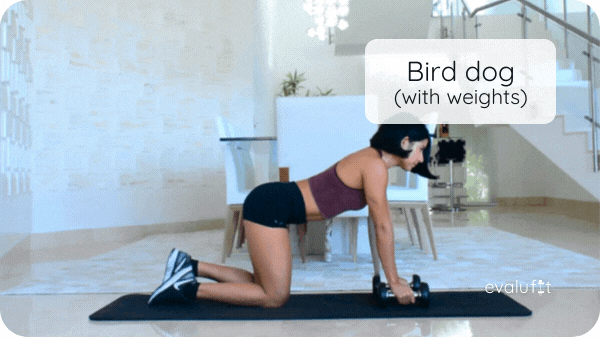 bird dog with weights
